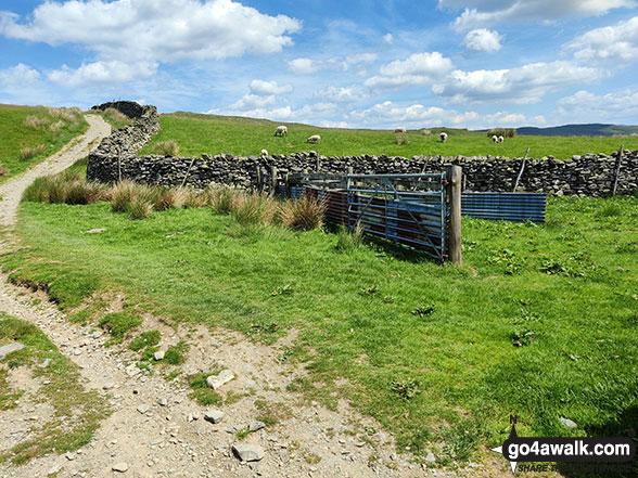 Walk c449 Sour Howes and Sallows from Kentmere - Sheepfold on Meadowplatts Plantation at the foot of Capple Howe