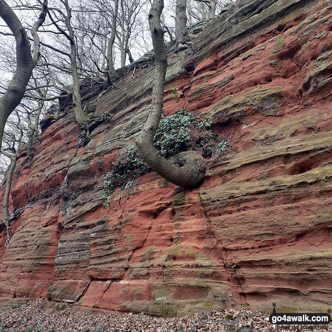 Sandstone Cliff near Bakers Dozen steps, Helsby Hill National Trust area