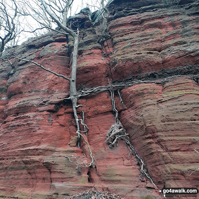 Walk ch110 Helsby Hill and The Sandstone Trail from Frodsham - Sandstone Cliffs, Helsby Hill National Trust area