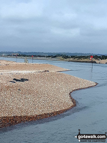 Walk es157 Rye Harbour Nature Reserve from Rye Harbour - River Rother, Rye