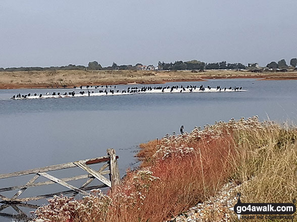 Walk es157 Rye Harbour Nature Reserve from Rye Harbour - Tumery Pool, Rye