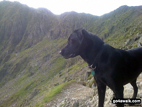 My mountain dog Degla, admiring the view (near the top of the PYG/Miners' Track) off Mount Snowdon