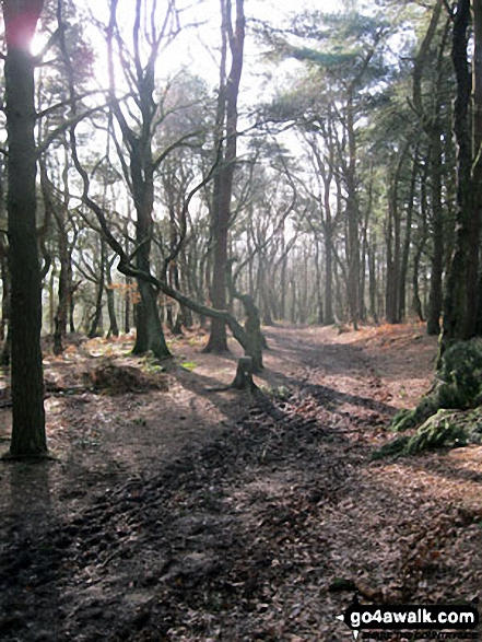 Walk ch108 The Cloud (Bosley Cloud) and The Macclesfield Canal from Timbersbrook - Walking through woodland on the way up to The Cloud (Bosley Cloud)