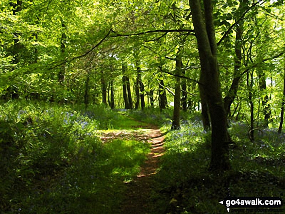 Bluebells in woodland on the Monreith Estate 