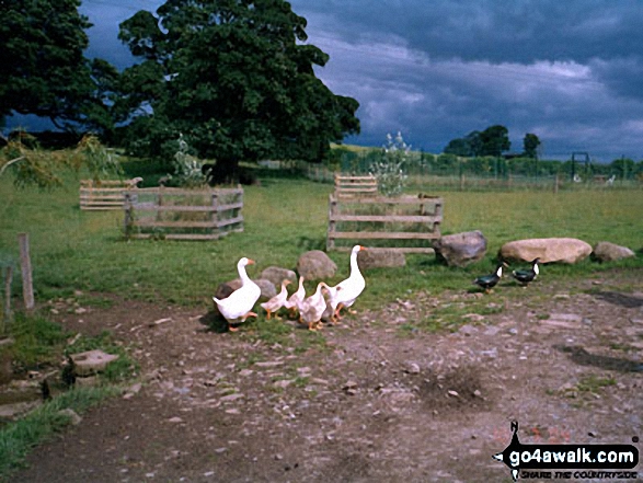 Ducks in Rosedale 