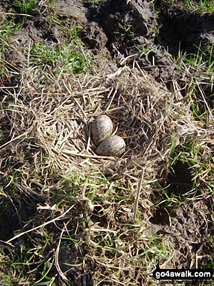 Walk l105 Lad Law (Boulsworth Hill) from Trawden - The Nest and Eggs of a Ground nesting Bird on Bracken Hill