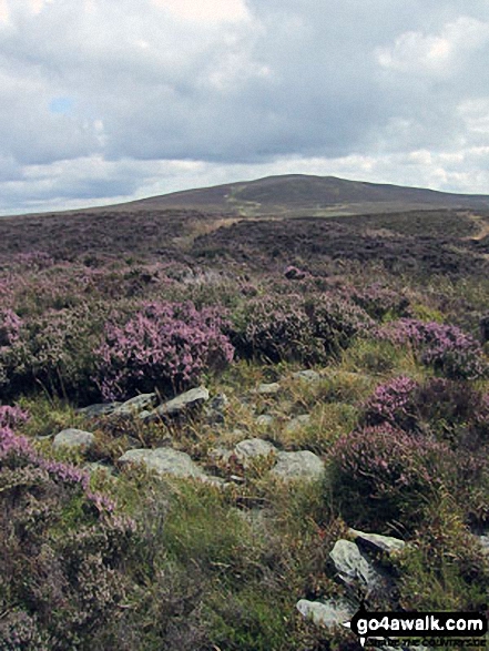 Walk dn116 Moel Fferna,  Pen Bwlch Llandrillo Top and Cadair Bronwen from Cynwyd - Moel Ferna from the summit of Pen Creigiau'r