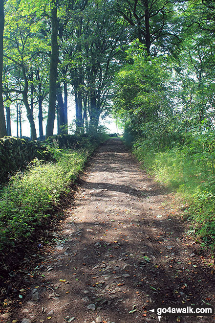 Walk d152 Monyash, Youlgreave, Bradford Dale, Middleton-by-Youlgreave and Kenslow Knoll from Sparklow, Hurdlow - Green Lane (Friden) in woodland near Mere Farm