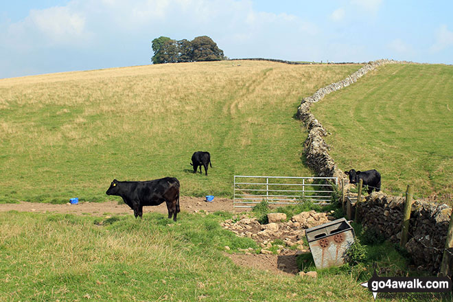 Walk d146 The High Peak Trail and Kenslow Knoll from Middleton-by-Youlgreave - Crossing Gratton Moor