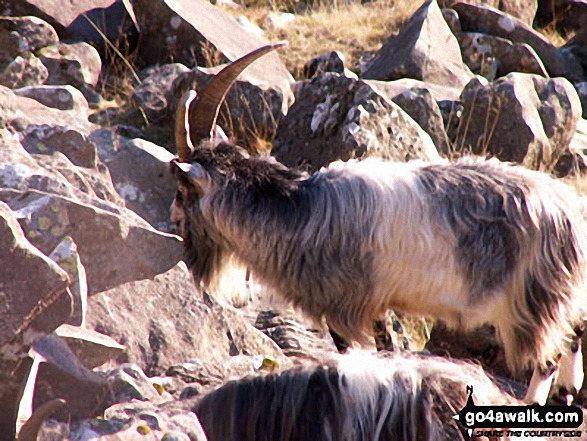 Walk gw136 The Snowdon (Yr Wyddfa) Horseshoe from Pen y Pass - Wild goats on the PYG Track