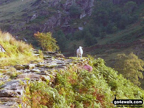 Walk gw117 Snowdon and Yr Aran via The Watkin Path from Bathania, Nantgwynant - Climbing the Watkin Path up Snowdon (Yr Wyddfa)