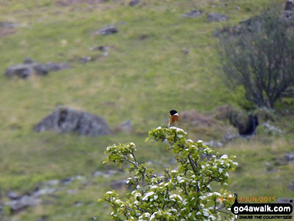 Walk gw192 Moel Hebog from Beddgelert - Bird in Bwlch Cwm-trwsgl