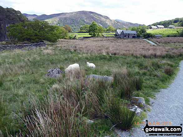 Walk gw144 Grib Ddu and Beddgelert from Nantmoor - Sheep crossing the path near Beddgelert