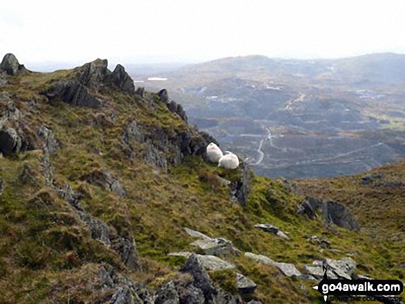 Walk cw115 Allt-fawr, Moel Druman and Ysgafell Wen from Crimea Pass (Bwlch y Gorddinan) - Sheep safely grazing on Allt-fawr (Moelwyns) with Moel Penamnen and Manod Mawr across the valley in the distance