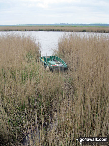 Boat in the reeds on the banks of the River Yare 