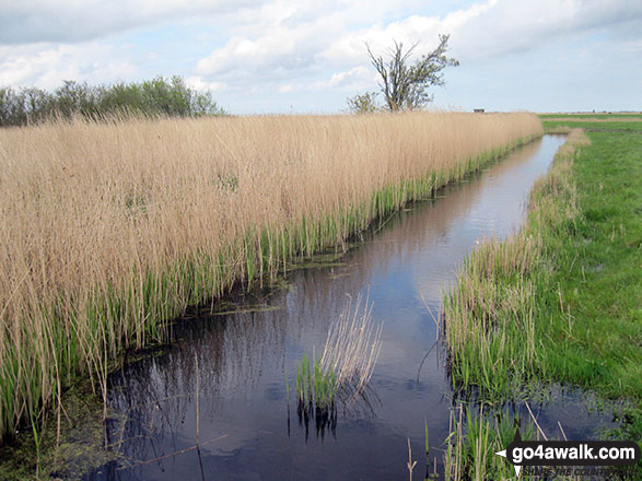 Walk nf160 Berney Mill from Reedham - Dyke near Berney Arms Drainage Mill