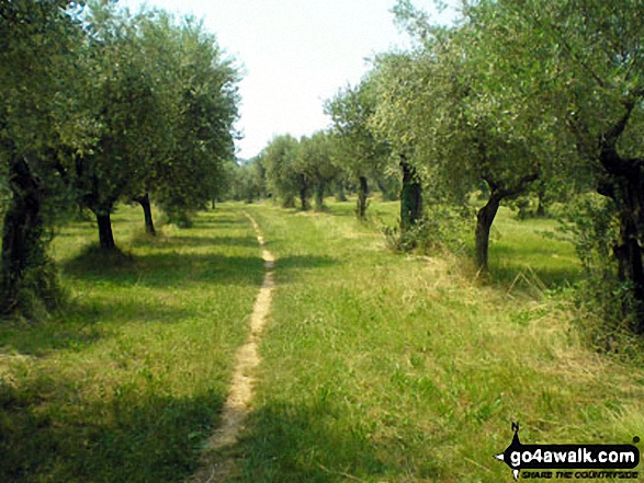 Walk lo107 Rocca di Manerba from Dusano - Olive grove near Rocca di Manerba