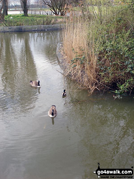 Ducks in Fairlands Valley Park, Stevenage 