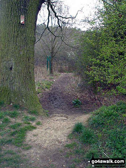 Woodland in Fairlands Valley Park, Stevenage 