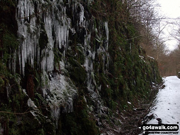 Walk c126 Castlerigg and Threlkeld from Keswick - Icicles on the C2C between Threlkeld and Keswick