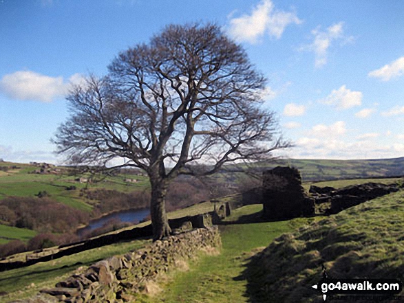 Tree near Higher Wormald with Ryburn Reservoir in the background 