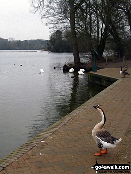 Walk sh130 Spout Wood from The Mere, Ellesmere - Canadian Geese on the shore of The Mere, Ellesmere