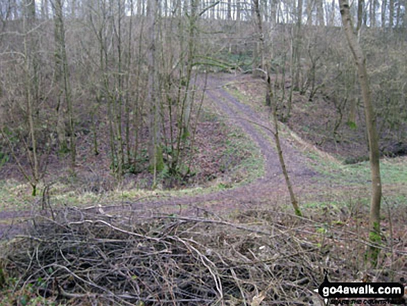 Walk sh114 Welshampton and Spout Wood from The Mere, Ellesmere - In Spout Wood