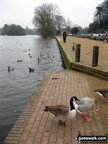 Walk sh130 Spout Wood from The Mere, Ellesmere - The Mere, Ellesmere