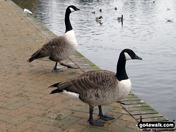 Walk sh143 Welshampton from The Mere, Ellesmere - Canadian Geese on the shore of The Mere, Ellesmere