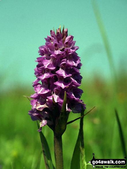 Flora on the St Brides Bay section of the Pembrokshire Coast 