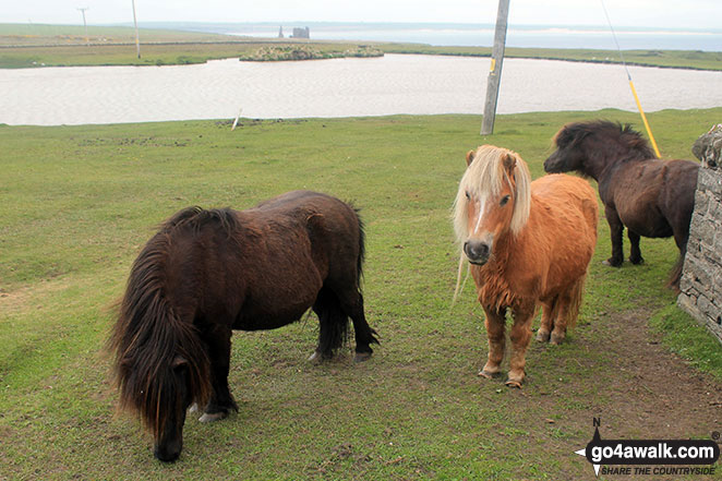 Ponies at Noss Head Lighthouse 