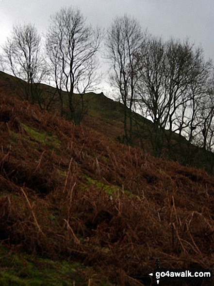 Walk sh134 Caer Caradoc Hill and The Lawley - Woodland below Caer Caradoc Hill