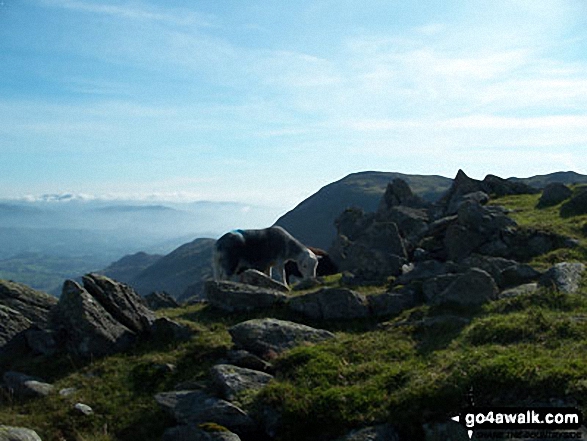 Walk c222 Swirl How and Wetherlam from Coniston - Sheep on Swirl How