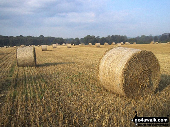 Walk k156 Smarts Hill from Penshurst - Fields on Smarts Hill