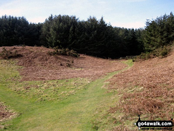 The St Cuthbert's Way entering Woodland on Kenterdale Hill 