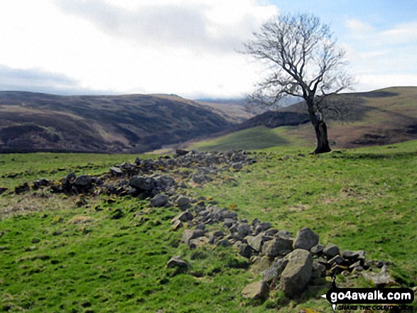 Walk n107 Wooler Common and Happy Valley (High Level Route) from Wooler - The Carey Burn Valley from near Switcher Wood