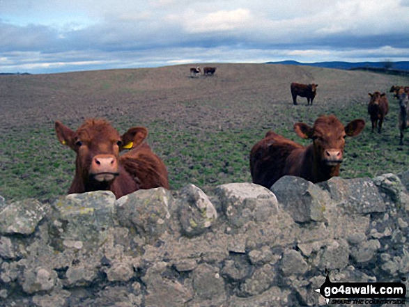 Walk n107 Wooler Common and Happy Valley (High Level Route) from Wooler - Some inquisitive locals in North Middleton