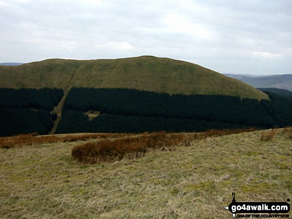 Ellson Fell and Castlewink from Dod Hill (Teviothead) 