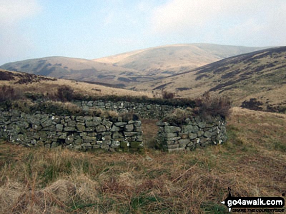 Walk dg152 Scawd Bank and Roan Fell from Tarras Lodge - Watch Knowe and Scawd Bank from the circular sheepfold beside Byrecleuch Burn at Hawknest Rig