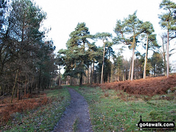 Walk d101 Padley Gorge, Burbage Rocks and Longshaw Country Park from Grindleford Station - Longshaw Country Park