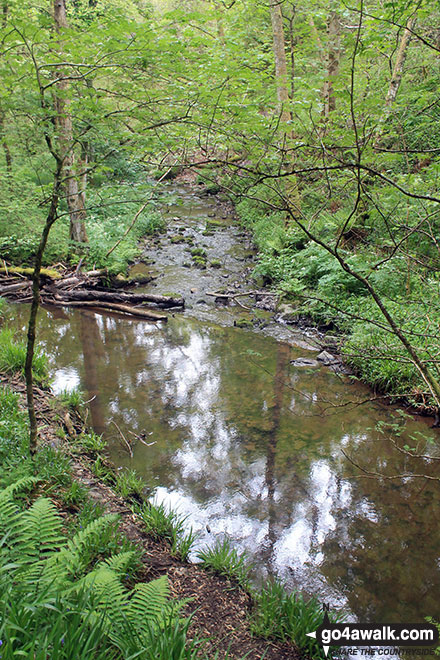 Rosemarkie Burn, The Fairy Glen Waterfalls walk 