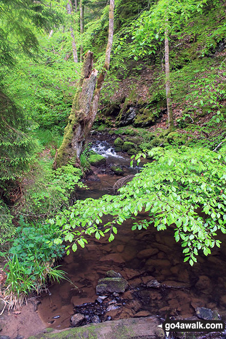 Rosemarkie Burn, The Fairy Glen Waterfalls walk 