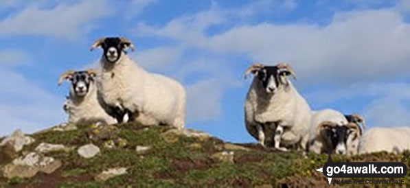 Walk n116 Dunstanburgh Castle from Craster - Sheep near Craster