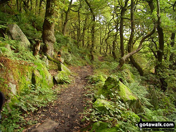 Walk d307 Curbar, The River Derwent, Froggatt, Curbar Edge and Baslow Edge from Baslow - Woodland near Curbar Edge