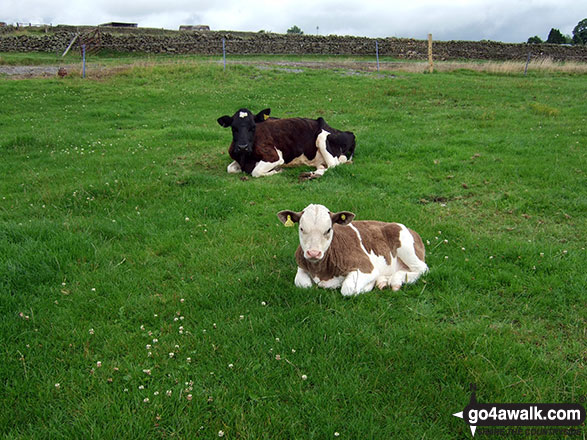 Walk s150 Crowdecote (Crowdicote) and The Upper Dove Valley from Longnor - Young Calves in the fields near Longnor