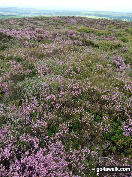 Walk s181 Merryton Low and The River Manifold from Longnor - Heather in Bloom on Lady Edge