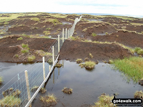 Boggy ground between Scaud Hill and Redgleam (Harwood Common) 