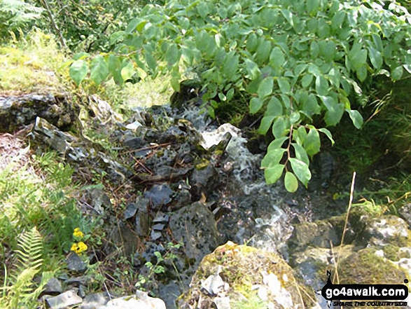 Walk c309 Great Mell Fell, Little Mell Fell and Gowbarrow Fell - Stream at Collier Hagg (Gowbarrow Fell)