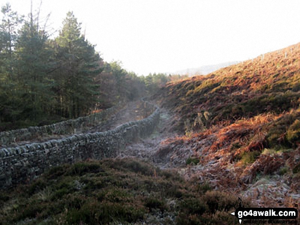 Walk d317 Beeley and Beeley Plantation from Calton Lees - Rough Track above Beeley Plantation