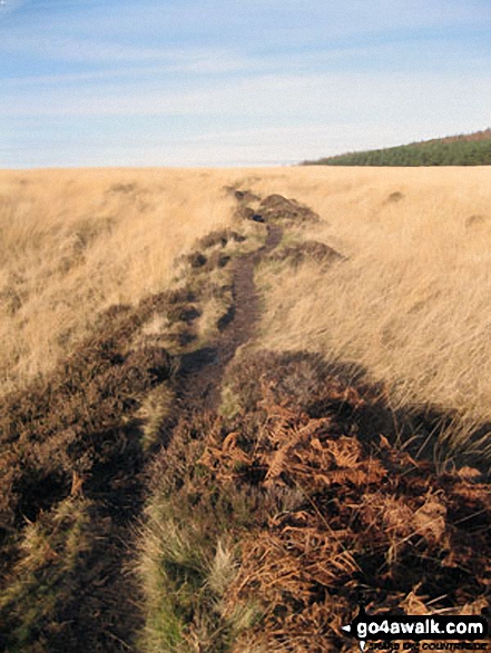 Walk d211 Chatsworth Park from Baslow - Path across Rabbit Warren, Beeley Moor